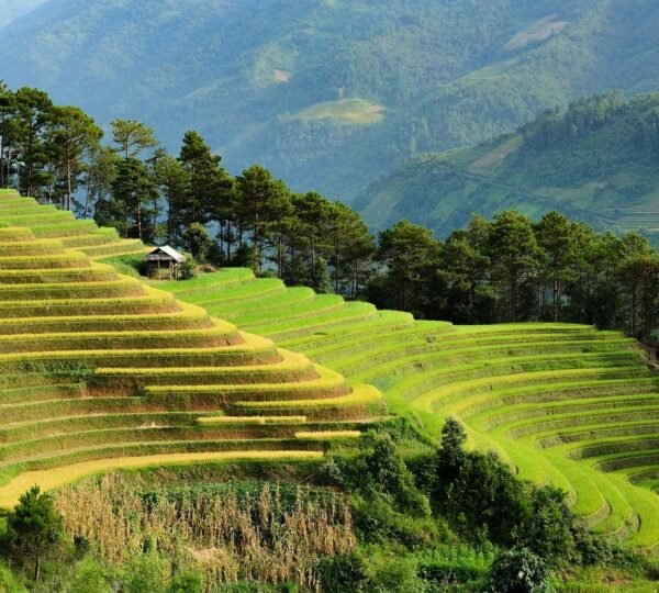 Vietnam​
